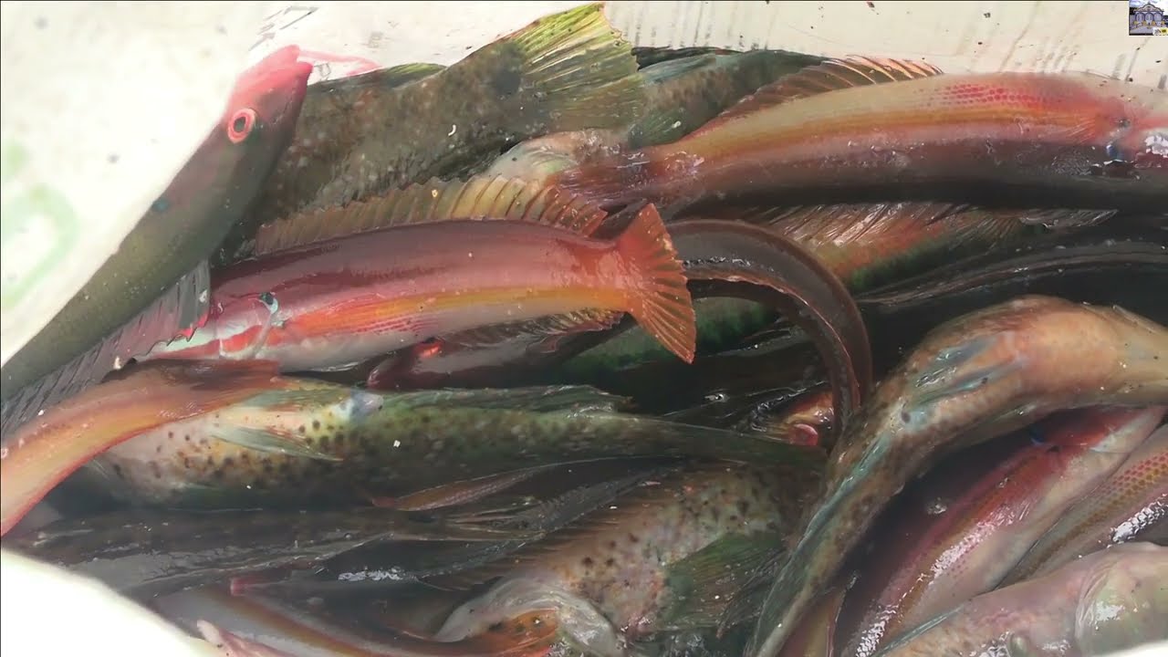 27 4 2024 MANUEL CABACO NA PESCA