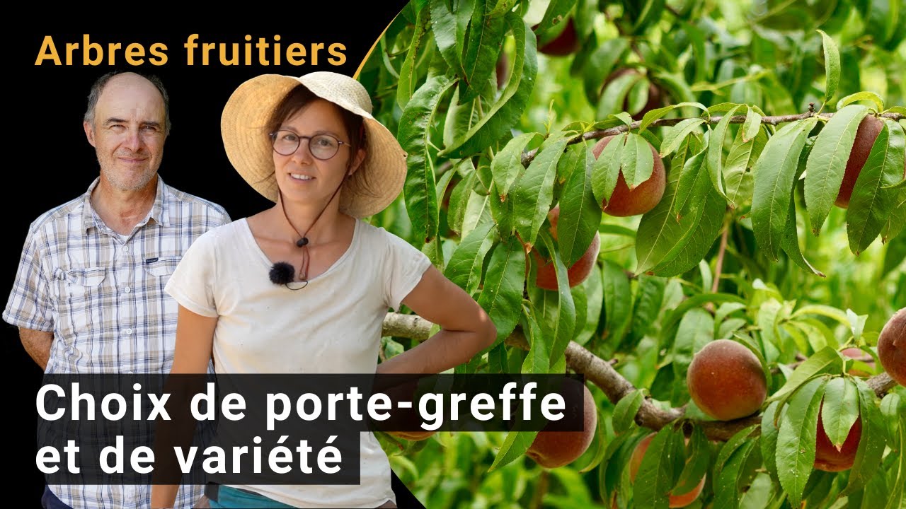 Choix de porte-greffe et de variété en production fruitière bio