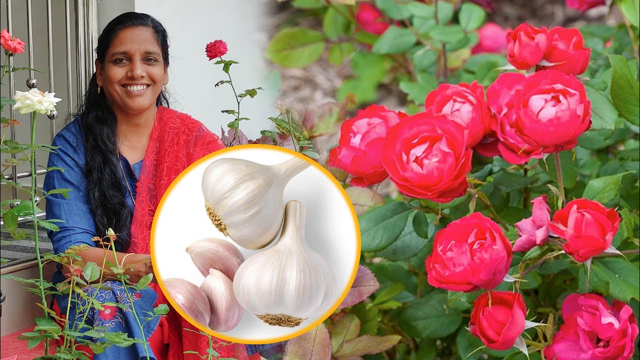 വെളുത്തുള്ളി ഉണ്ടോ മുറ്റം നിറയെ റോസാപ്പൂവ് | Rose Plant Care Tips | Rose Plant Fertilizer & Pruning