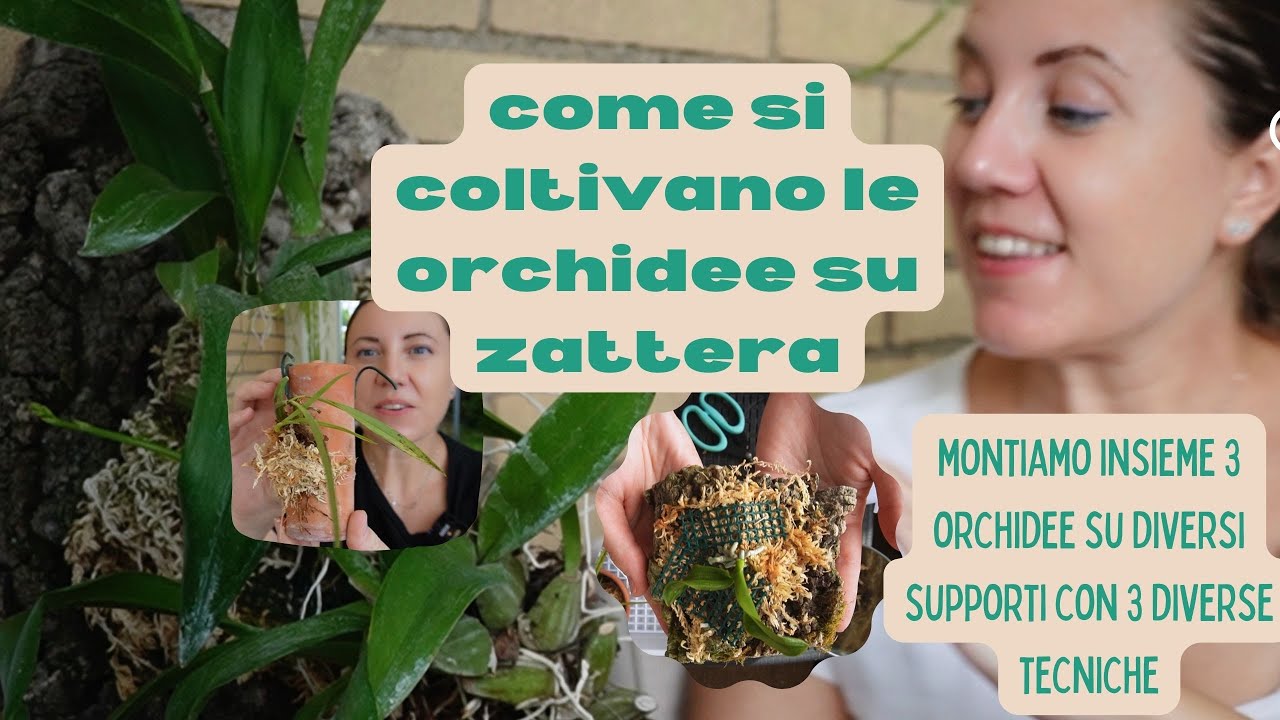 Come coltivare le orchidee su zattera, 3 tecniche per montarle.