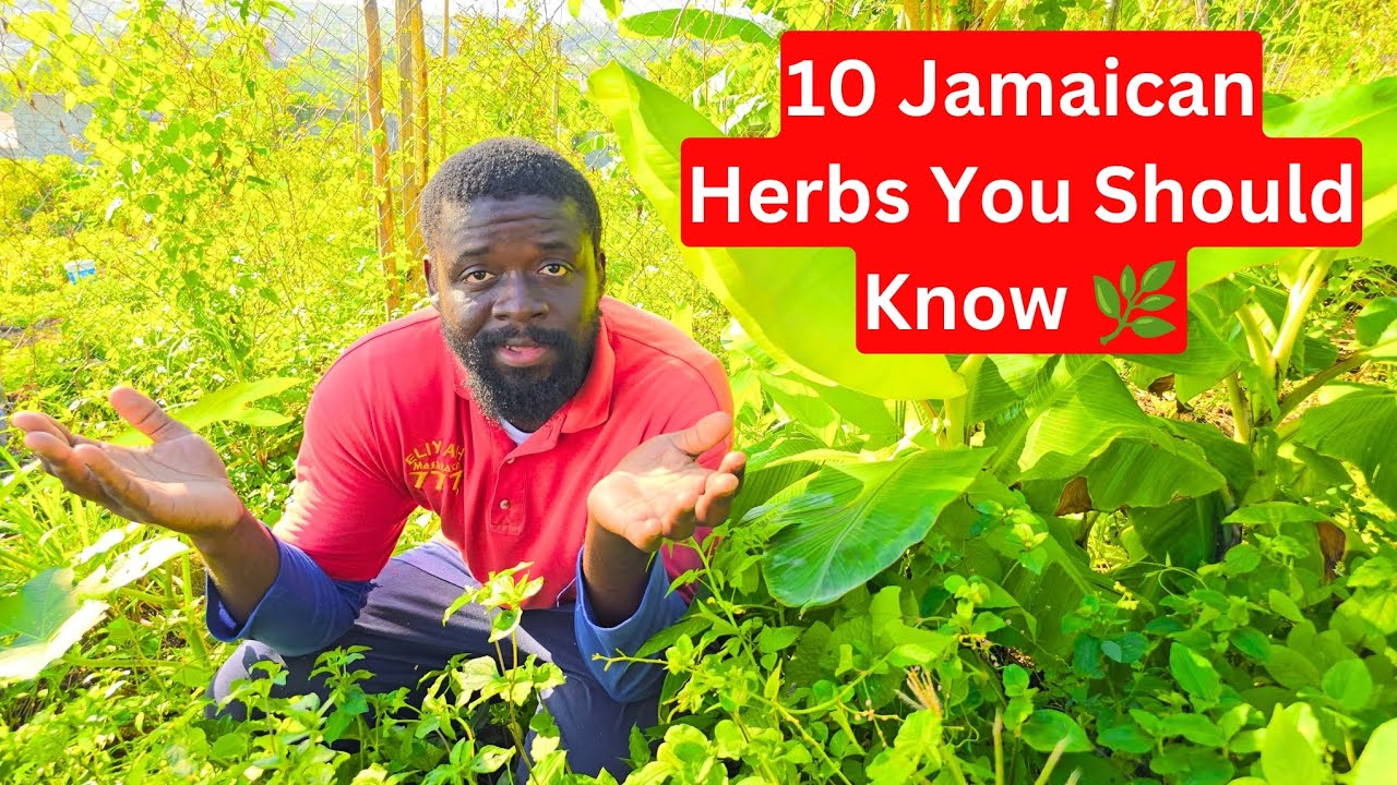 10 Jamaican Herbs You Should Know 🌿