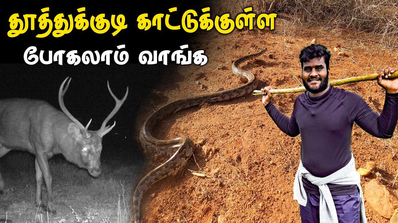 வல்லநாடு மலைக்குள்ள போகலாம் | Vallanadu sanctuary Tamil Navigation