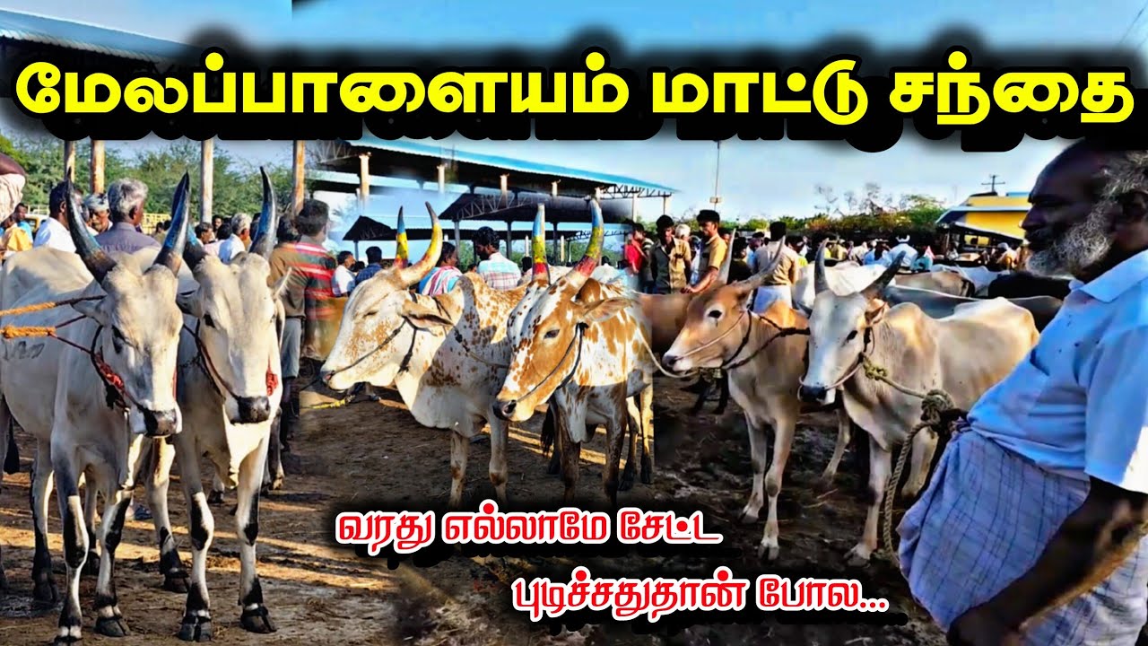 மேலப்பாளையம் மாட்டு சந்தை இன்னைக்கு வரது எல்லாமே சேட்ட ரேக்ளா காளைகள் வரத்து அதிகரிப்புJuly 28,25