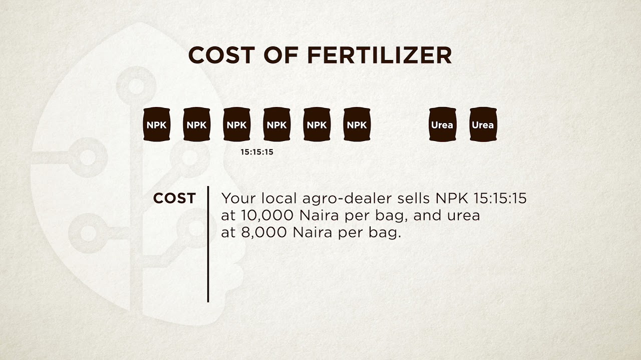 Cassava Intercropping with Maize