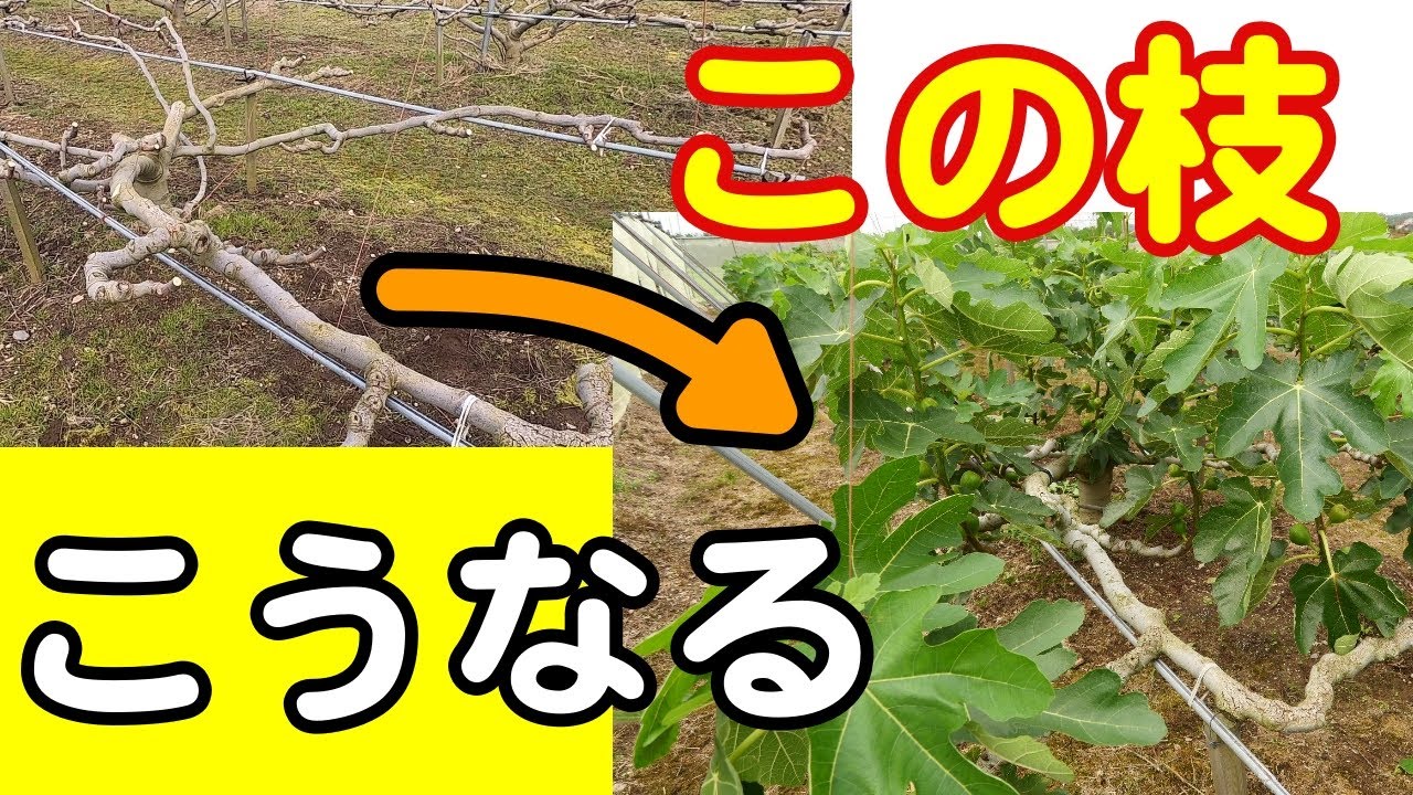 いちじくVlog　#29　枝更新結果　SEASON3