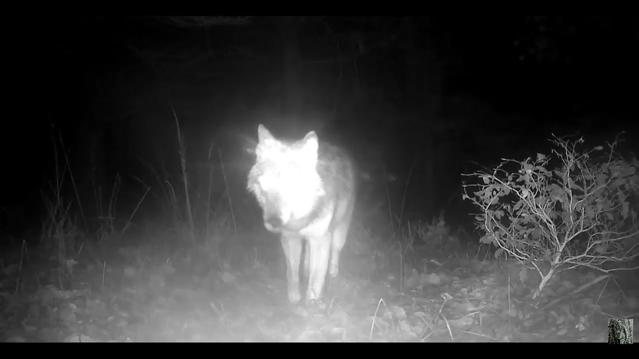 Wolven in de nacht !