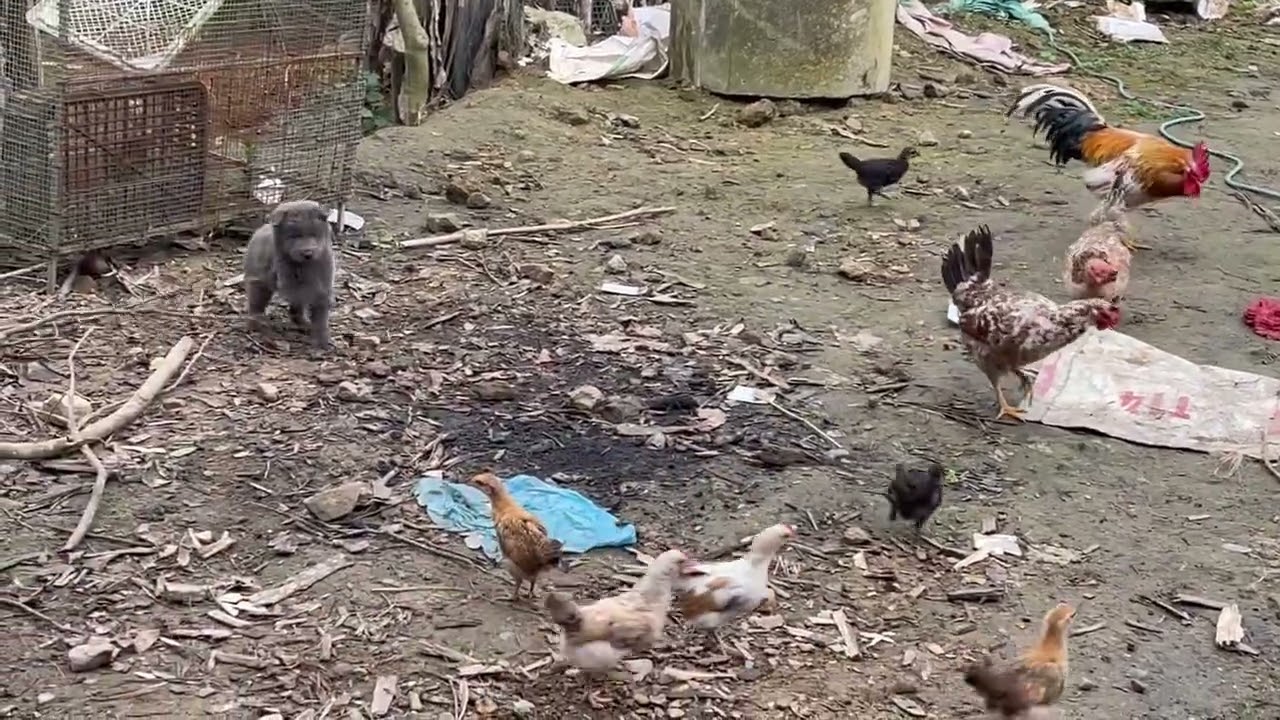 Thằg nào mõm chó bắt gà vào đây mà nhìn nhá🤣🤣🤣