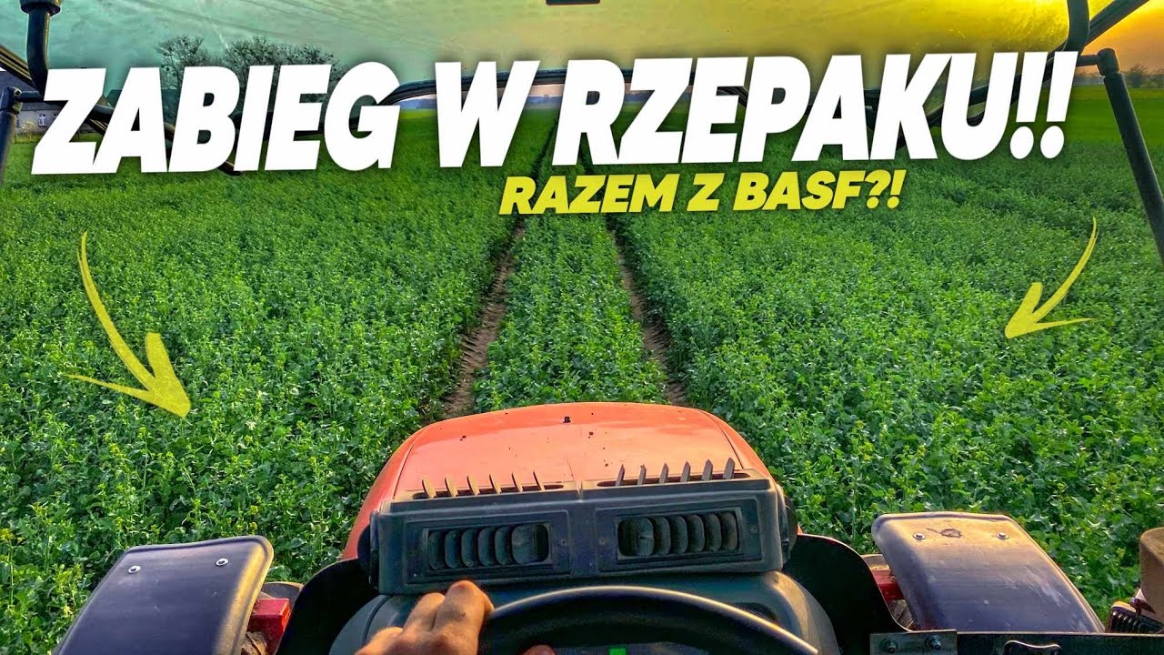 W Rzepak razem z BASF! Rośnie w oczach!🔥NIEMENÓWKA#91