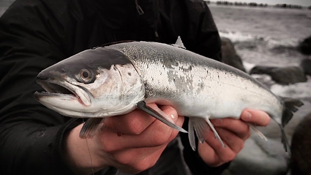 SEA TROUT CATCH AND COOK (Best Sashimi Vs. Fried)