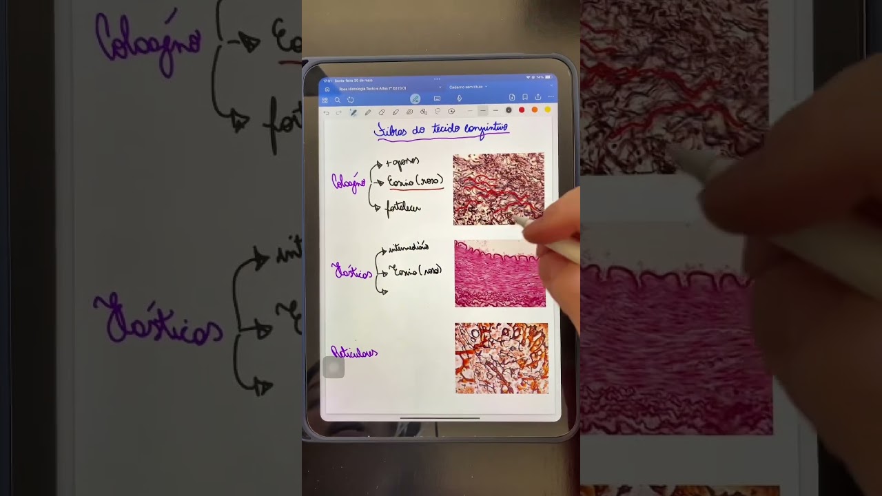 Fibras do tecido conjuntivo🔬 #histologia #curiosidades #tecido #calouros #areadasaude #estudante