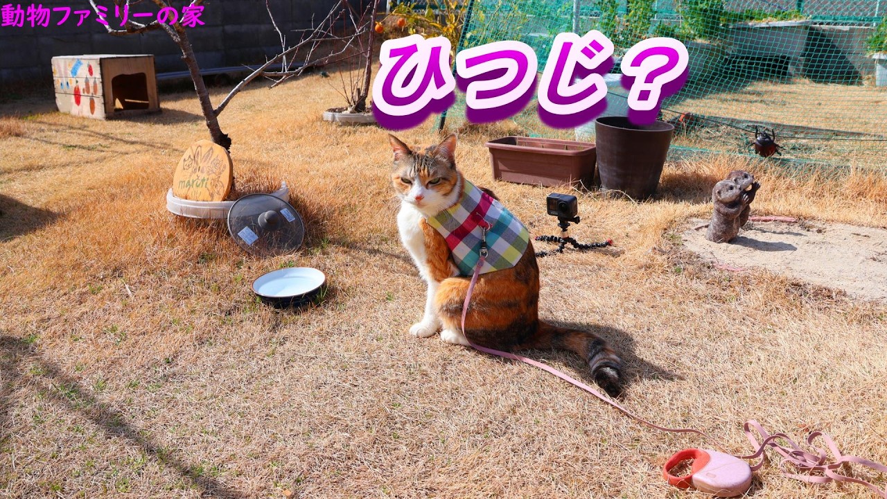 羊さん動画【動物ファミリーの家】