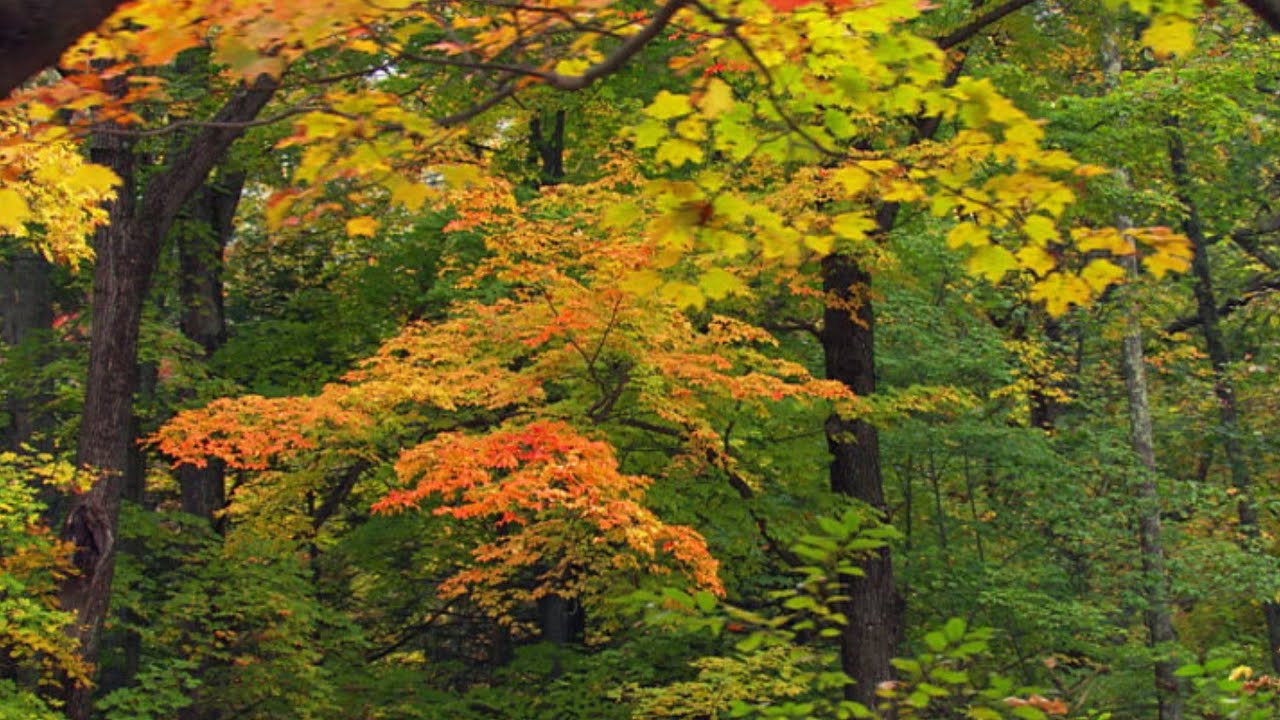 ♫   Романтический саксофон... Встреча...