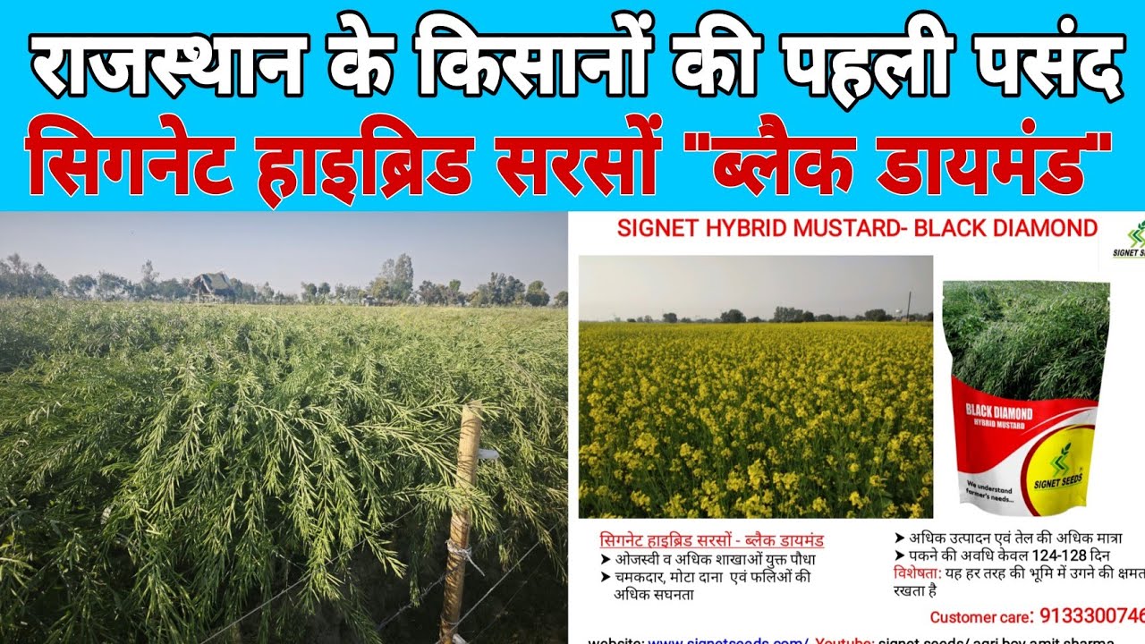 सिगनेट हाइब्रिड सरसों ब्लैक डायमंड राजस्थान के किसानों की पहली पसंद,Black Diamond