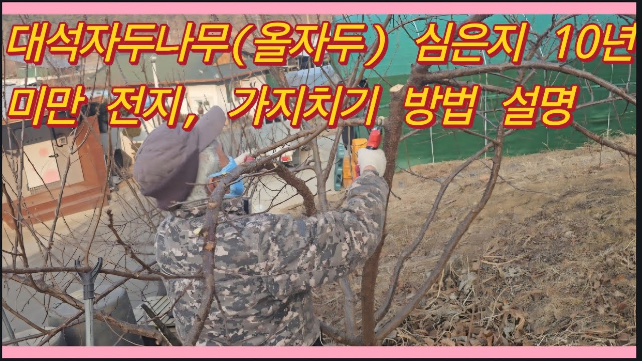 (올자두)대석자두나무 10년생 미만 나무 전지, 가지치기 이렇게 하시면 굵고 큰 자두 다수확 합니다.(농사의신)