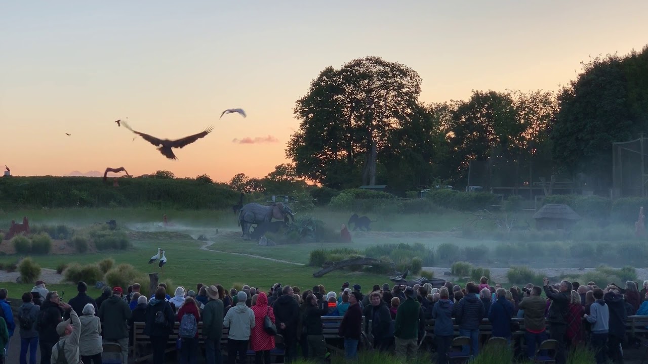 Flight - African Finale at the Hawk Conservancy Trust, 8th June 2019