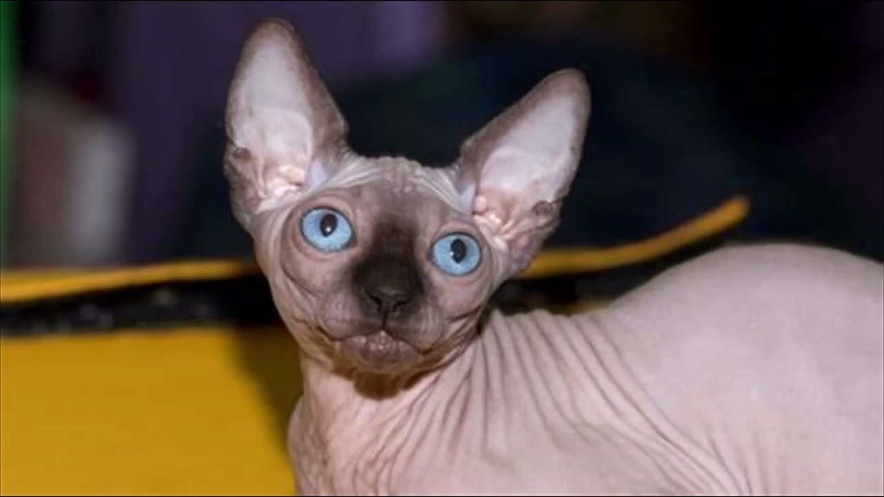 SPHYNX  PISICA FARA PAR