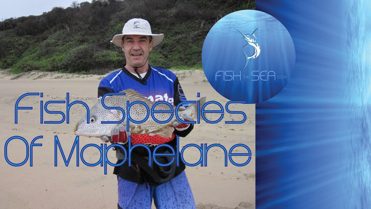 Fish Species Of Maphelane & Zululand | Fish The Sea