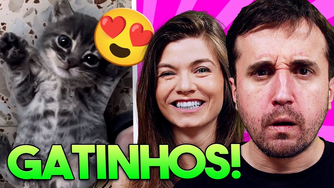 GATOS FOFOS E PERFEITOS!