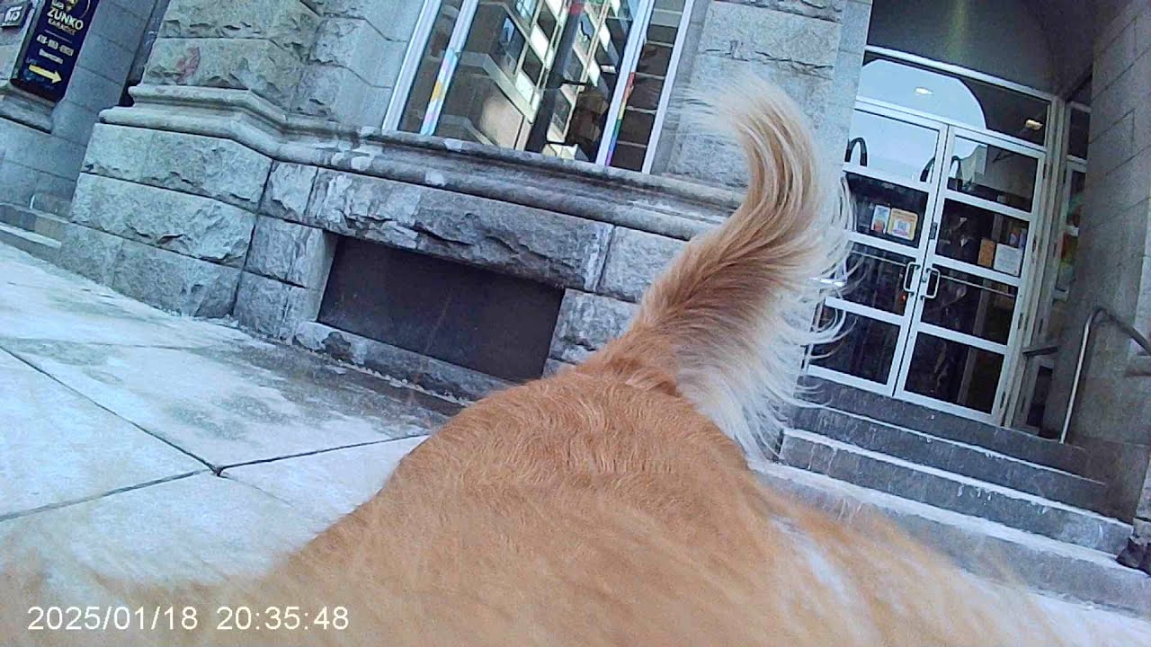 Dec 8, 2025 Happicat - Funk Jazz - Toronto Downtown dog walking