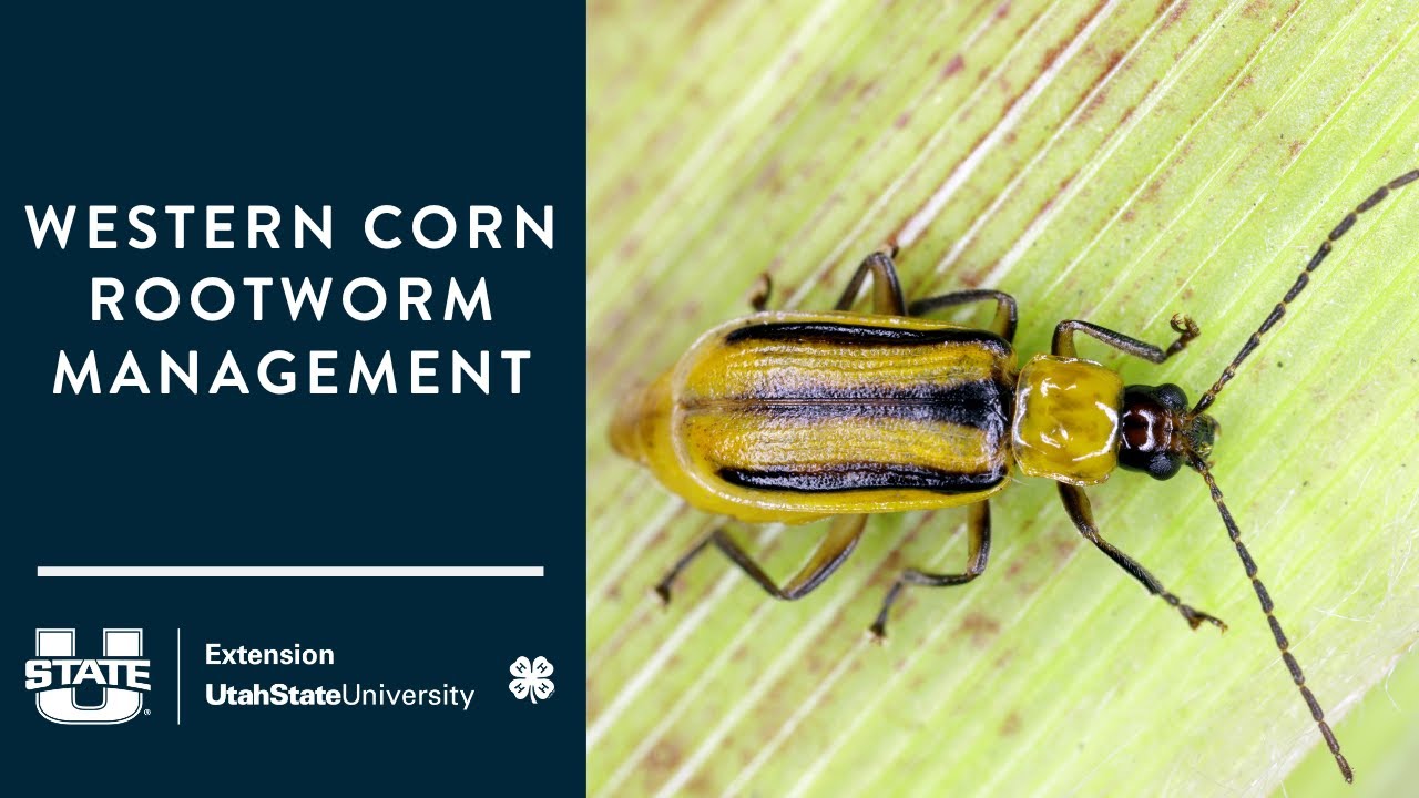 Western Corn Rootworm Management