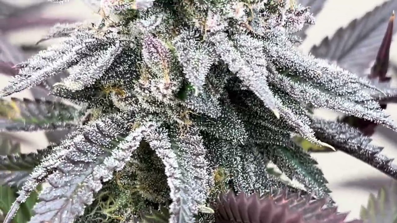 Humboldt seeds chicken and waffles ( last look before harvest 