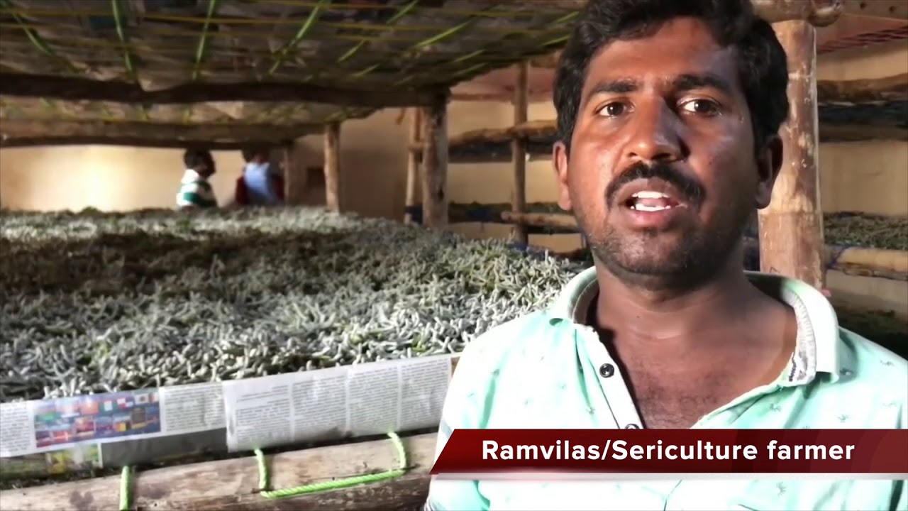 Sericulture farmers face loss in production