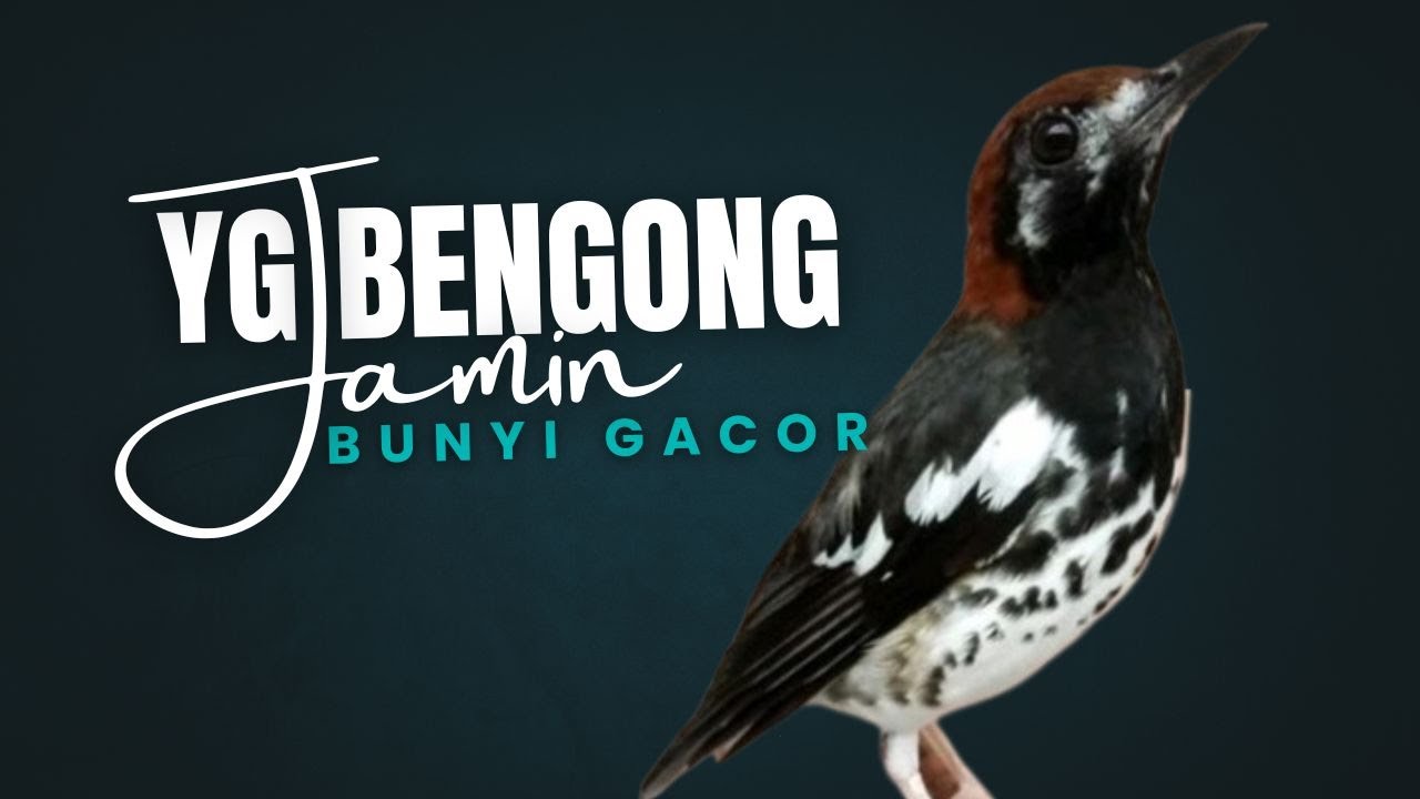 ANIS KEMBANG PLOGA PLONGO LANGSUNG NGEPLONG DENGER SUARA ANIS KEMBANG INI