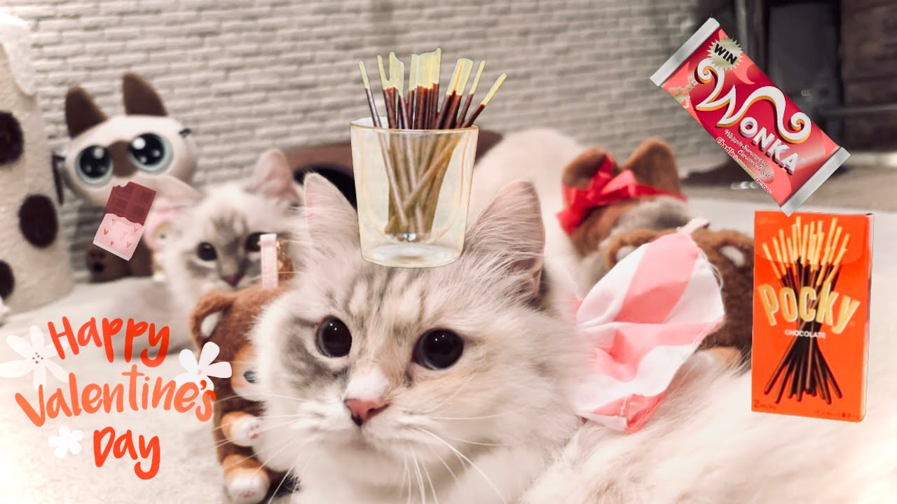 【猫×Vt】愛のforネバー作戦💝納豆だgift🍬※テロップ無し   #ragdoll   #munchkin 