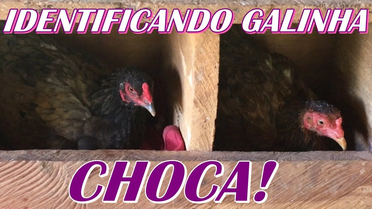 MINHA MÃE COLOCANDO A GALINHA PRA CHOCAR!  GALINHA BOTA EM CIMA DA ÁRVORE!!!