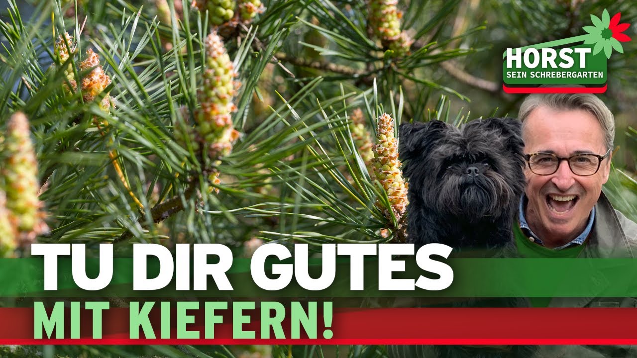 Baden, Inhalieren, Tee trinken – so helfen Dir Kiefern bei Erkältungen | Horst sein Schrebergarten