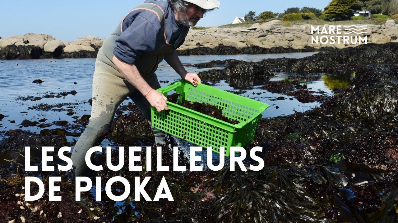 Algues marines, une denrée rare venue de Bretagne - Arvor - Reportage complet