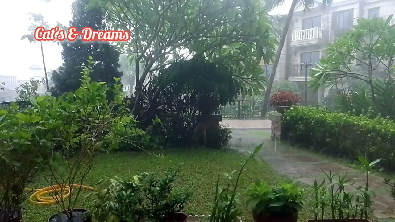 Heavy rainfall with thunderstorm and lightning #asmr #trending #catsdreams