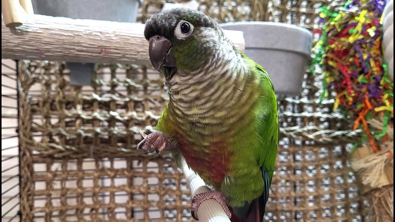 7 hours of conure parakeet singing and calling sounds