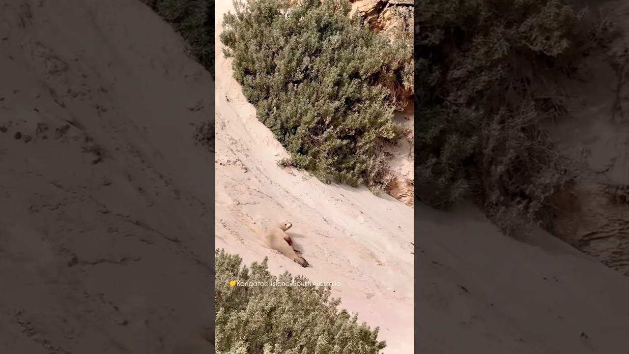 This Sea Lion Knows How to Chill!. 🎥: Corey & Molly