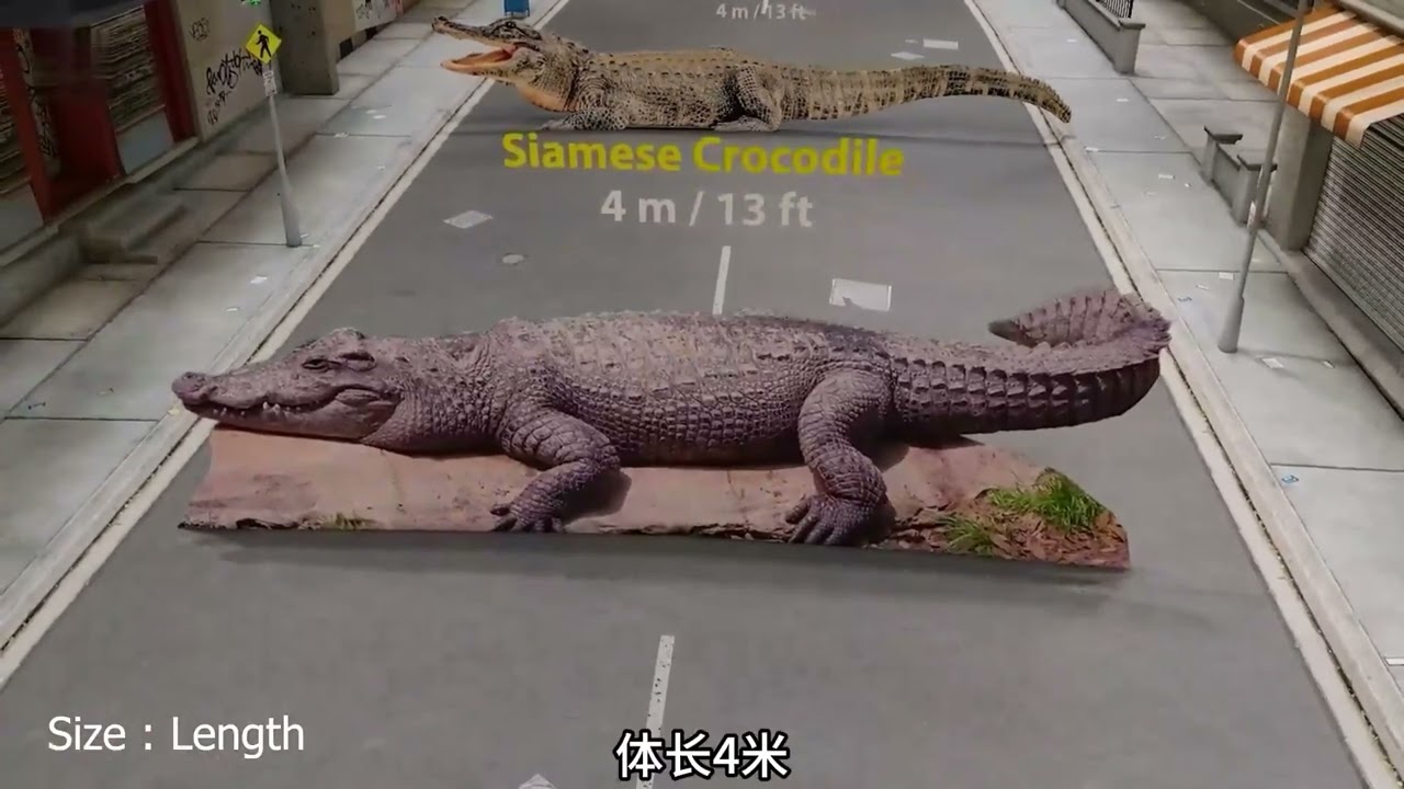 154.世界上体型最大的鳄鱼 #鳄鱼 #动物科普 #世界之最 #涨知识 #奇闻趣事