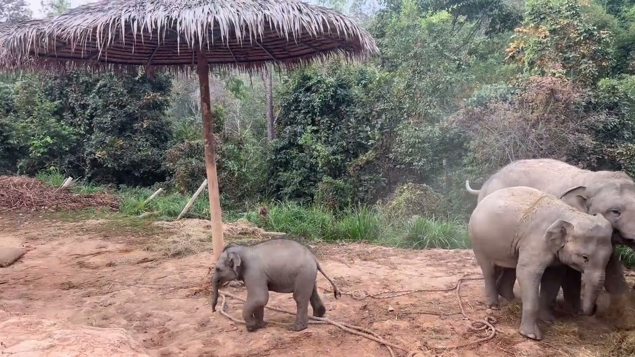 Baby Elephant Family Plays with the Grass
