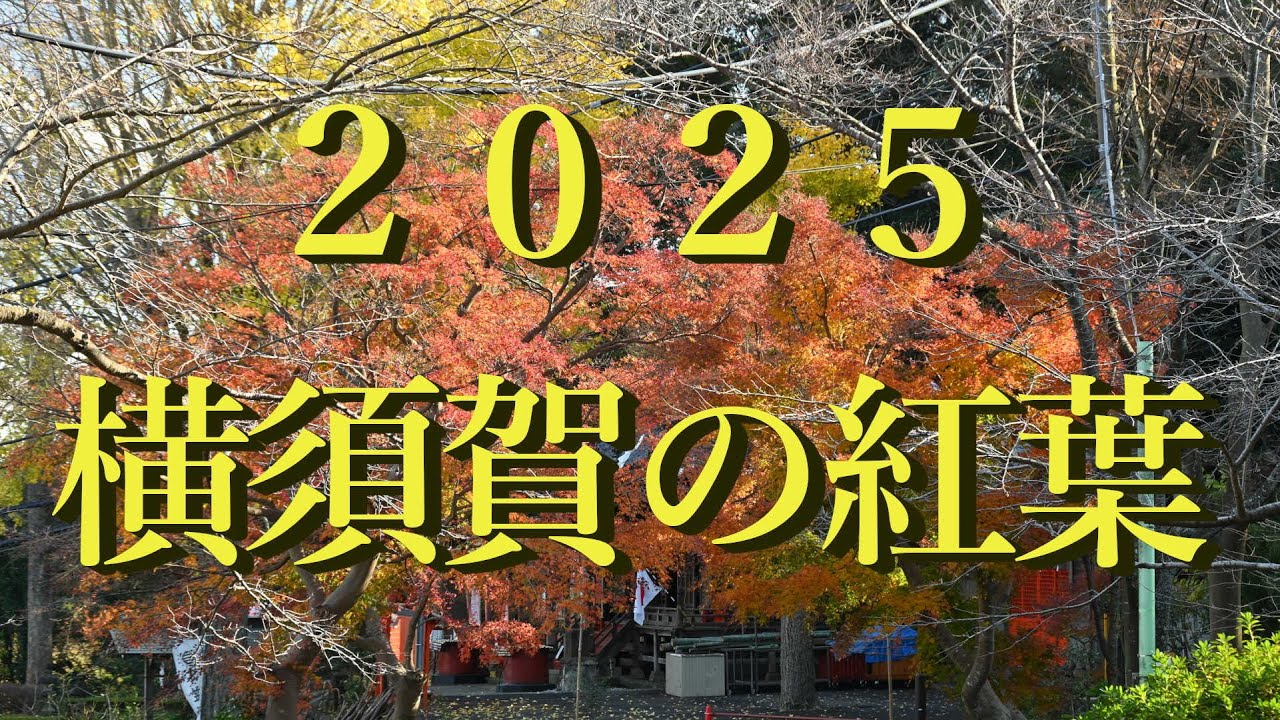 2025・横須賀の紅葉（おまけ動画）　2025 . 12