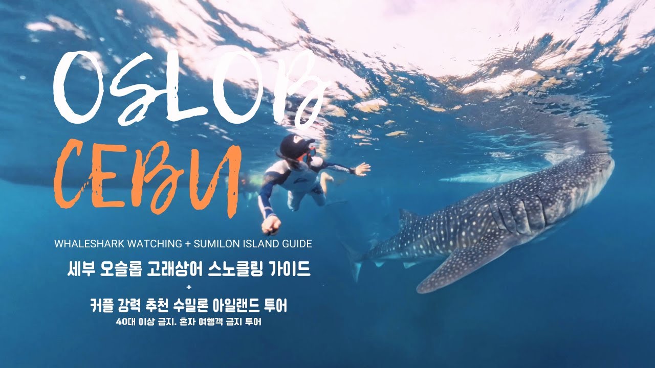 [ 세부 오슬롭 고래상어 ] 세부 & 보홀 여행 4일차! ( 고래상어 왓칭 + 수밀론 아일랜드 투어 )