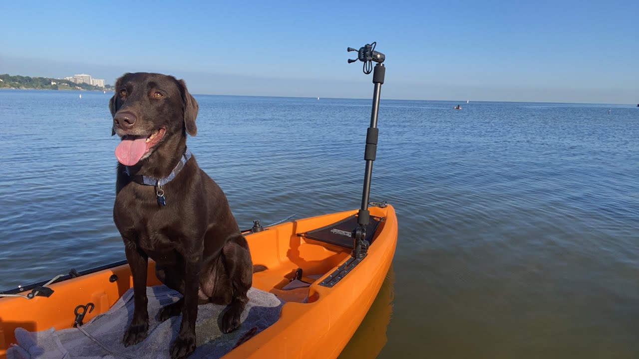 Lab, Lake, Kayak, Koffee – Hobie Mirage Compass Duo with Pedal Drive on Lake Erie