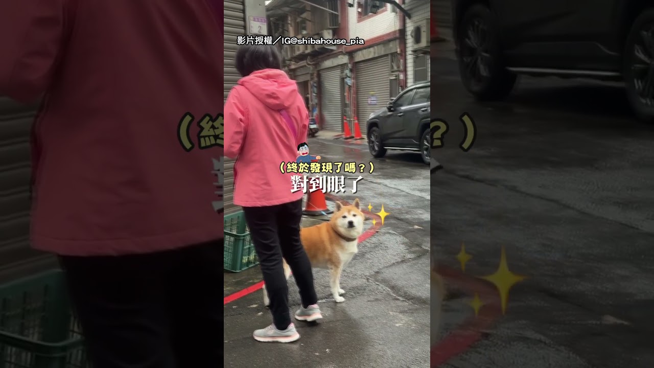 【感情散了】姐扮垃圾袋躲路邊 柴靠提示發現笑翻全家｜柴犬｜考驗