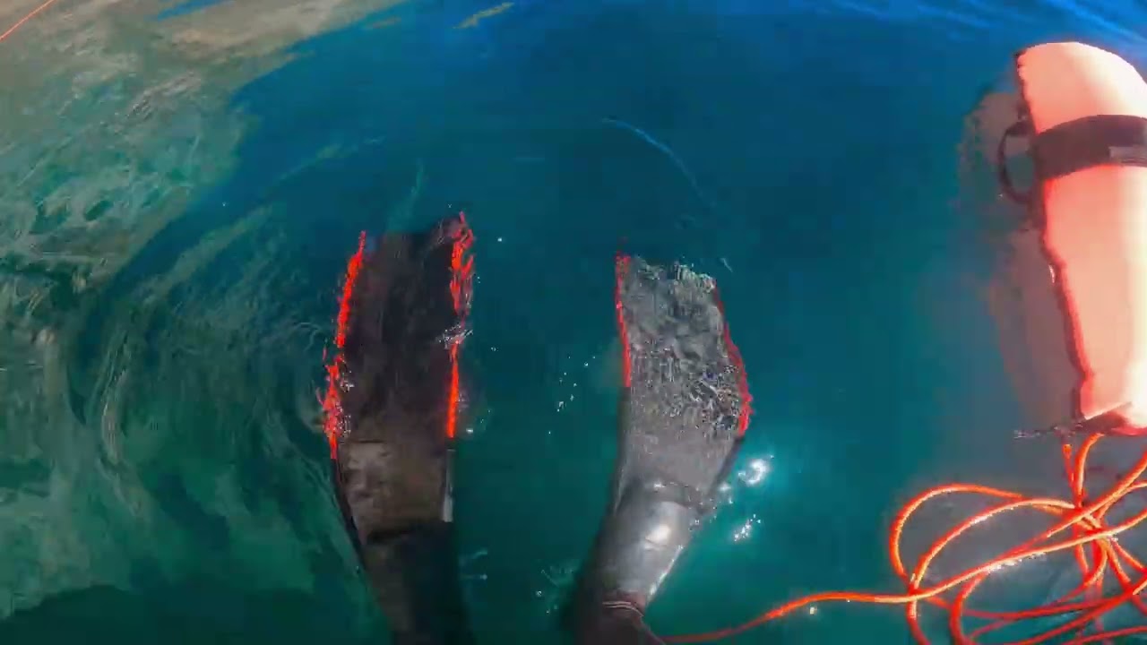 Pesca con arpón  yellowtail 