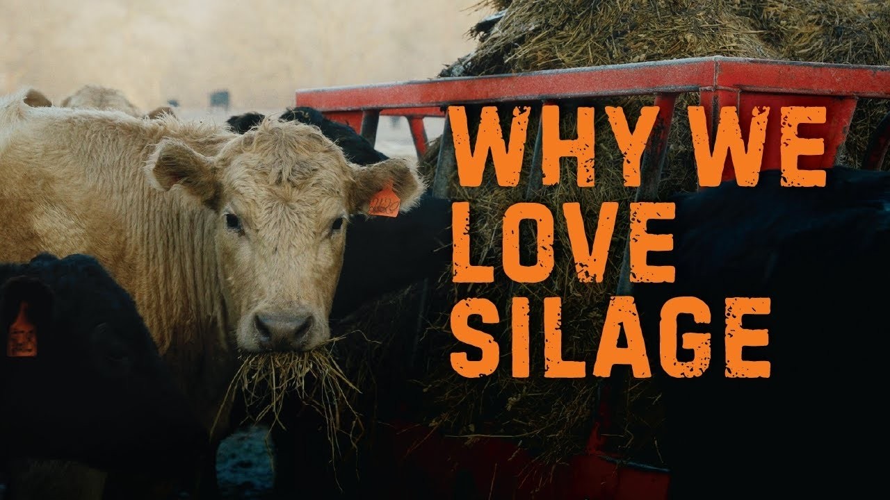 Why We Feed Silage in Winter