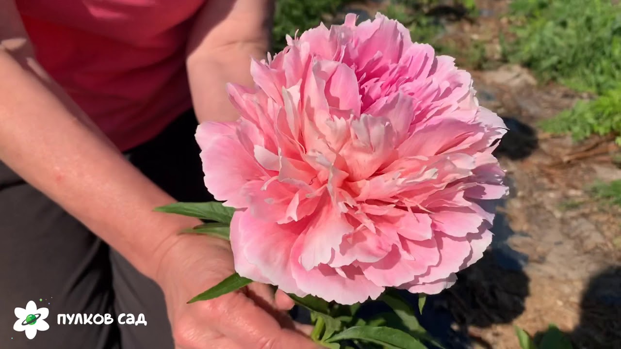 Rose heart peony. Роуз харт пион. Продолжение цветения. Пулков сад