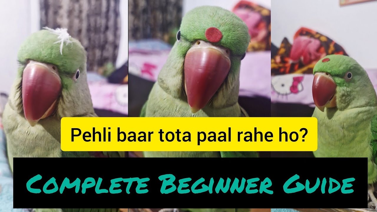parrot care for beginners🦜 