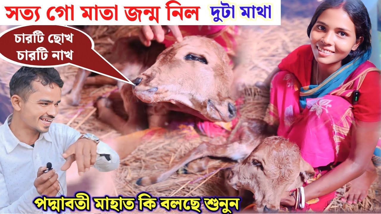 গো মাতা জন্ম নিল দুটা মাথা দুটা মুখ চারটি ছোখ ও নাখ!! জিয়ন্ত ভগবান দেখুন