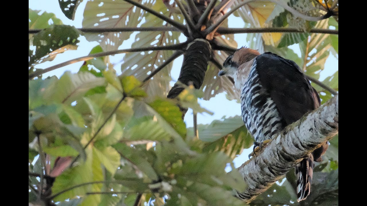 AVES DE COSTA RICA P.N. CORCOVADO