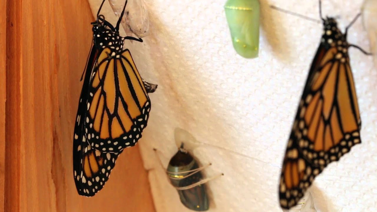 Monarch Butterfly emerging from it's Chrysalis