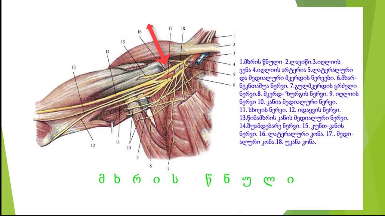 ზურგის ტვინის ნერვები