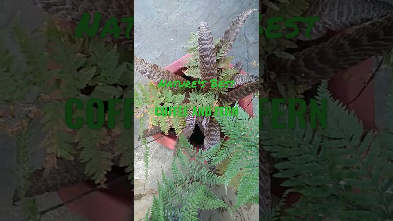 Early morning coffee and Fern. Pleas Like, Share and Subscribe. 