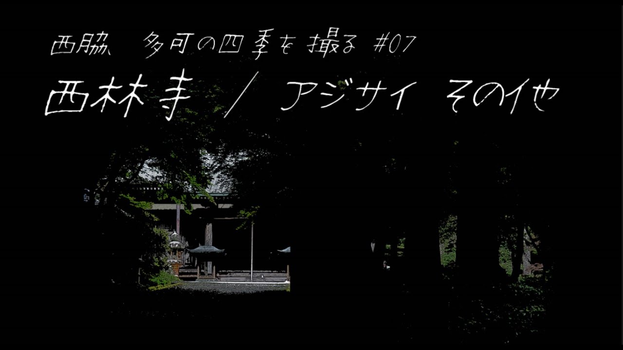 西脇、多可の四季を撮る 07 西林寺 アジサイ その他